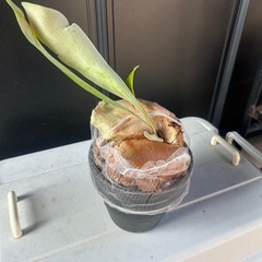 コウモリラン　ビカクシダ　ビフルカツムの画像
