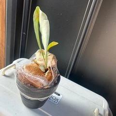 コウモリラン　ビカクシダ　ビフルカツムの画像