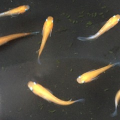めだかフレアフラワーメダカの画像