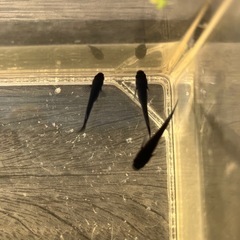 🌸曜変天目 若魚3匹セット🌸オスメスいますの画像
