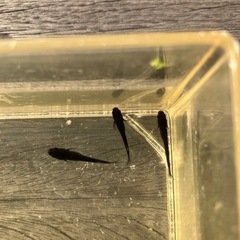 🌸曜変天目 若魚3匹セット🌸オスメスいますの画像