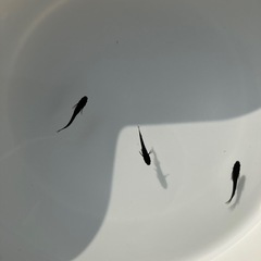 🌸曜変天目 若魚3匹セット🌸オスメスいますの画像