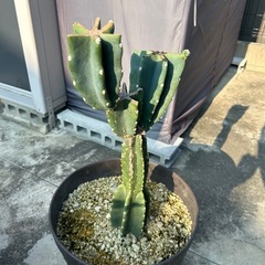 サボテン　柱サボテン　鬼面角　ブランチ　ロックガーデン　ドライガーデン　定番　観葉植物　植木鉢ごとの画像