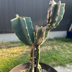 サボテン　柱サボテン　鬼面角　ブランチ　ロックガーデン　ドライガーデン　定番　観葉植物　植木鉢ごとの画像