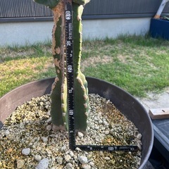 サボテン　柱サボテン　鬼面角　ブランチ　ロックガーデン　ドライガーデン　定番　観葉植物　植木鉢ごとの画像
