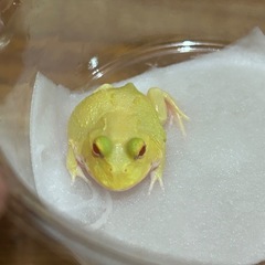 クランウェルツノガエル　ピカチュウの画像