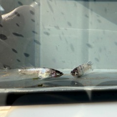 【お取引中】🐟銀閣の画像