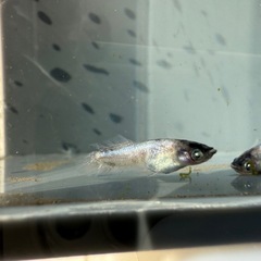 【お取引中】🐟銀閣の画像