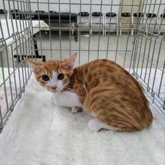 茶白 男の子 5ヶ月 抱っこできます✨ 