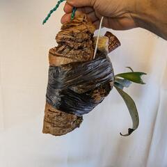 ビカクシダの画像