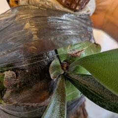 ビカクシダの画像