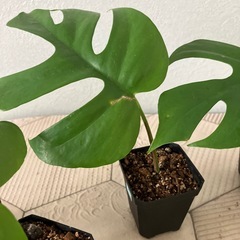 ヒメモンステラ の画像