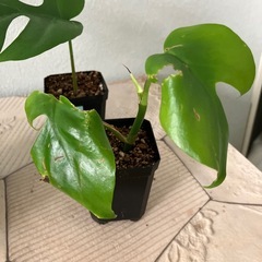 ヒメモンステラ の画像