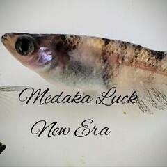 ニューエラ　稚魚　1匹100円の画像