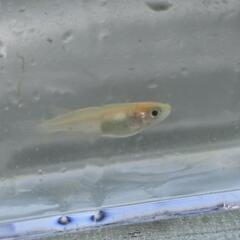 メダカ　楊貴妃　3匹の画像