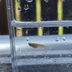 メダカ　楊貴妃　3匹の画像