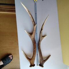 鹿の角の画像