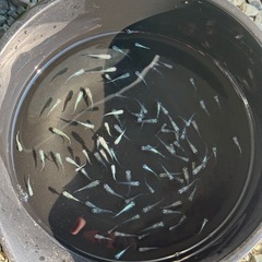 ゴジラ若魚の画像