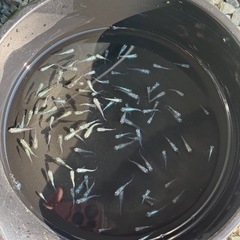 ゴジラ若魚の画像