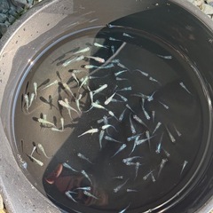 ゴジラ若魚の画像