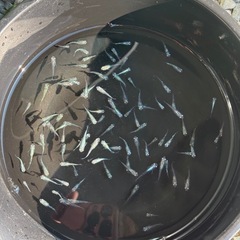 ゴジラ若魚の画像