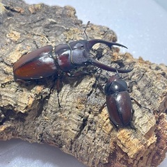 ②アスタコイデスノコギリクワガタペアの画像