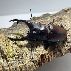 ②アスタコイデスノコギリクワガタペアの画像