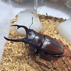 ②アスタコイデスノコギリクワガタペアの画像