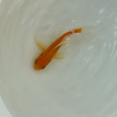 各種金魚の画像