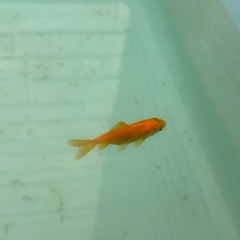 各種金魚の画像