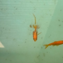 各種金魚の画像