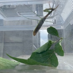 カマキリの画像