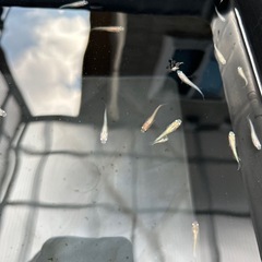 メダカの画像