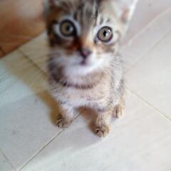 茶系キジさん　男の子　飼い主不在確認済