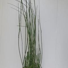 🌿1M　トクサ（挿し木が簡単）/観葉植物🌿の画像