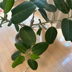 ベンガレンシス(観葉植物)の画像