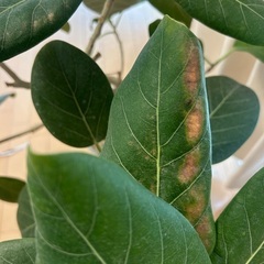 ベンガレンシス(観葉植物)の画像