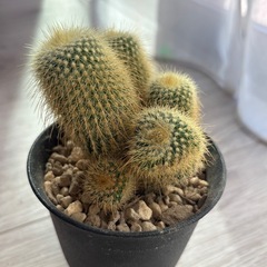  観葉植物 サボテン　金晃丸 2.5〜3号の画像