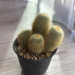  観葉植物 サボテン　金晃丸 2.5〜3号の画像