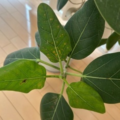 ベンガレンシス(観葉植物)の画像