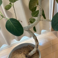 ベンガレンシス(観葉植物)の画像