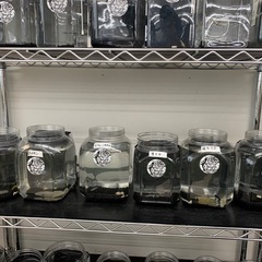 追記　宇部新鮮館厚南店　メダカ　めだかの画像