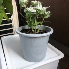5号　初雪草の画像