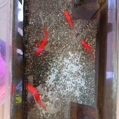 金魚の画像