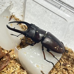 ①アスタコイデスノコギリクワガタペア
の画像