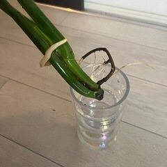 モンステラの画像