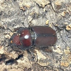③アスタコイデスノコギリクワガタの画像