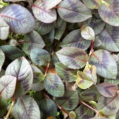 ポリゴナムの画像