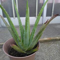 アロエの画像