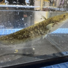 🐡ちょうどいいサイズのナマズ君１２cmくらい（見た目）🐟小型水槽セットの画像